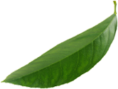green packaging