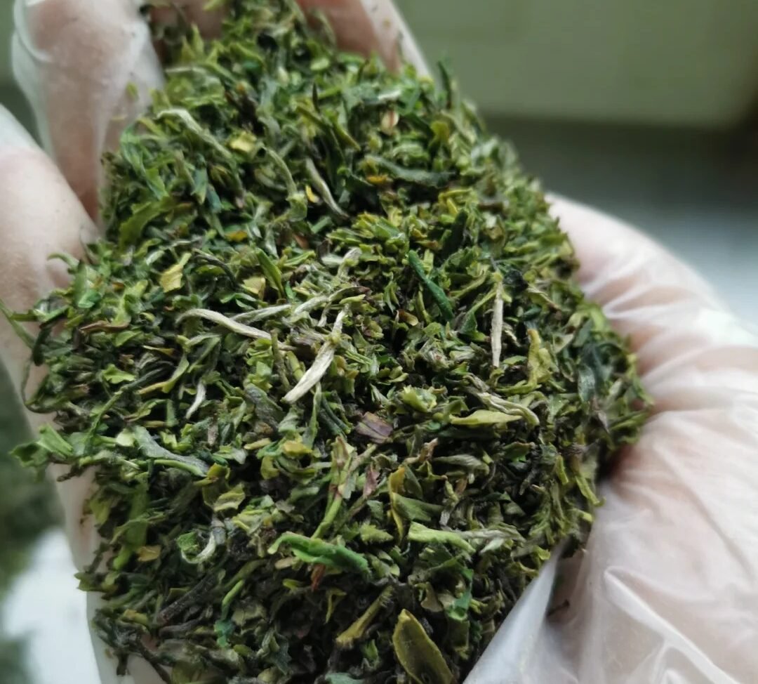 Can Tea Grounds Be Used for Eco-Friendly Packaging?